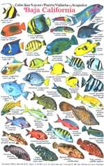 California Fish ID Card