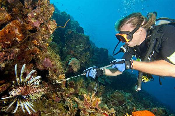 Innovative Scuba Concepts E.L.F Tool