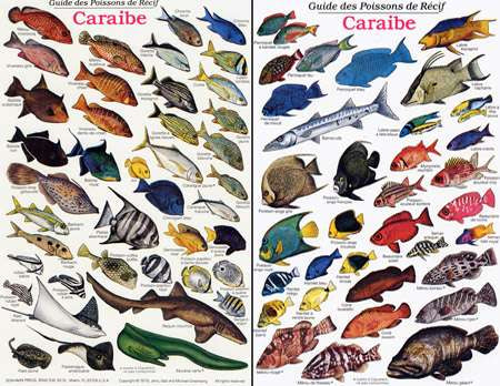 French Reef Fish of the Caribbean ID Card