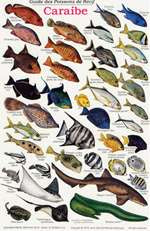 French Reef Fish of the Caribbean ID Card
