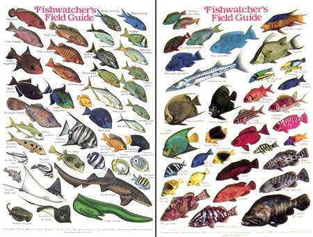 Fish Watcher's ID Card