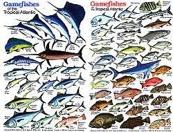 Gamefish Tropical Atlantic Fish ID Card