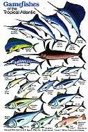 Gamefish Tropical Atlantic Fish ID Card
