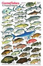 Gamefish Tropical Atlantic Fish ID Card