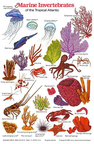 Marine Invertebrate & Corals ID Card