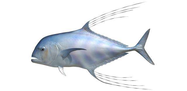 African Pompano Fish Mount
