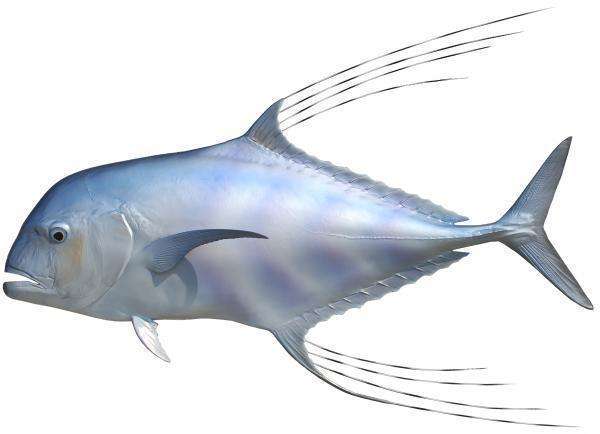 African Pompano Fish Mount