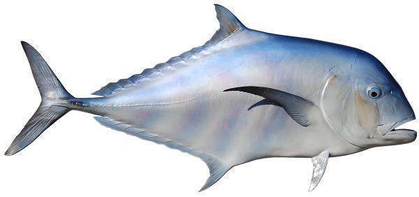 African Pompano Fish Mount