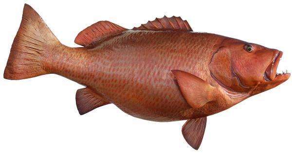 Cubera Snapper Fish Mount