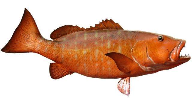 Cubera Snapper Fish Mount