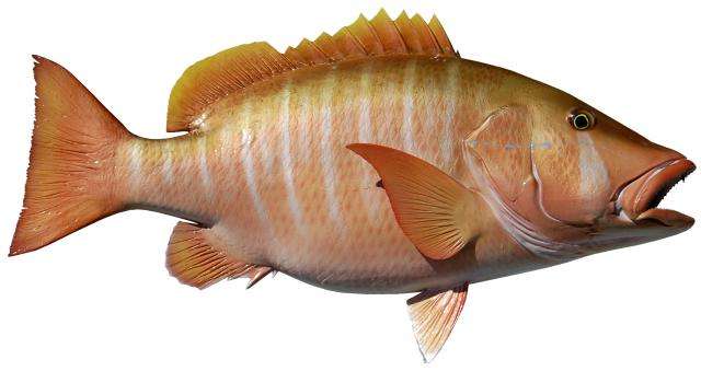 Dog Snapper 30-Inch Fish Mount