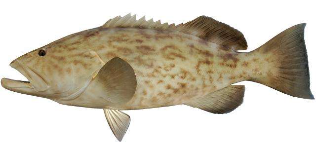 Gag Grouper Fish Mount