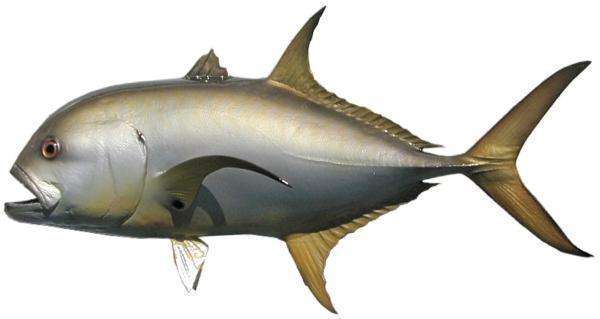 Jack Crevalle Fish Mount