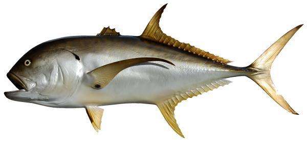 Jack Crevalle Fish Mount