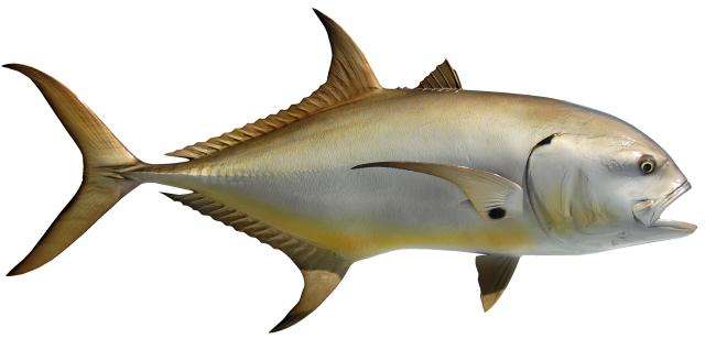 Jack Crevalle Fish Mount