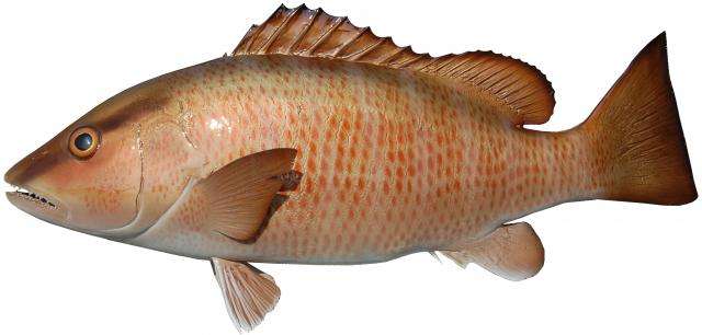 Mangrove Snapper Fish Mount