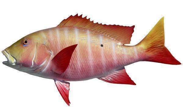 Mutton Snapper Fish Mount