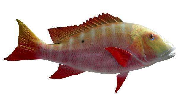 Mutton Snapper Fish Mount