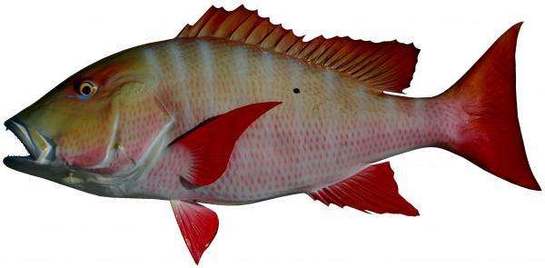 Mutton Snapper Fish Mount