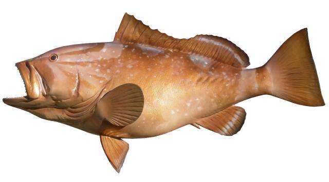 Red Grouper Fish Mount