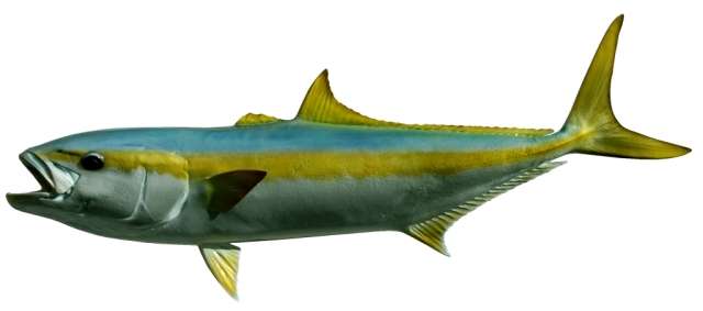 Yellowtail 46-Inch Fish Mount