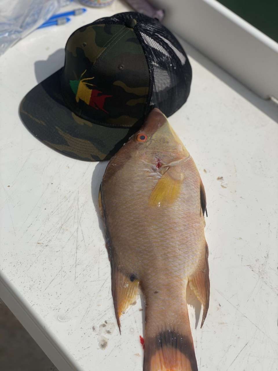 Rastafarian Hogfish Flatbill Camo Snapback