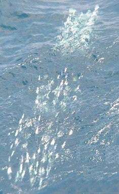 WTP Alewife Fish Flasher Strips