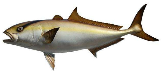 Amberjack Fish Mount