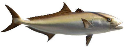 Amberjack Fish Mount