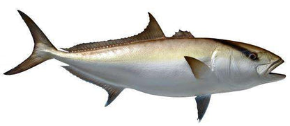 Amberjack Fish Mount