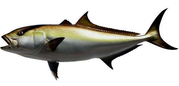 Amberjack Fish Mount