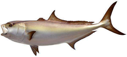 Amberjack Fish Mount