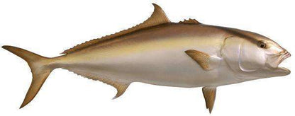 Amberjack Fish Mount