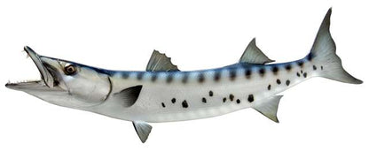 Barracuda Fish Mount