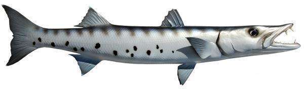 Barracuda Fish Mount