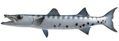 Barracuda Fish Mount