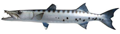 Barracuda Fish Mount