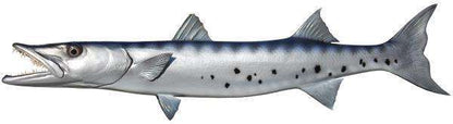 Barracuda Fish Mount