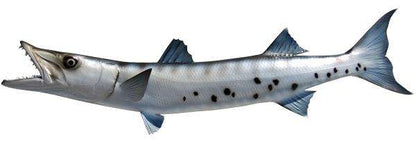 Barracuda Fish Mount