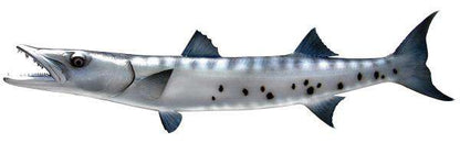 Barracuda Fish Mount