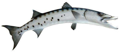 Barracuda Fish Mount