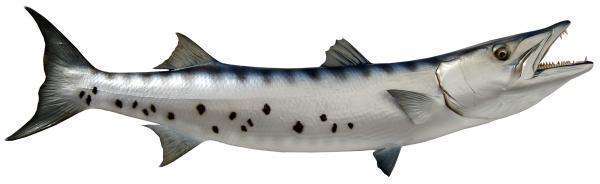 Barracuda Fish Mount