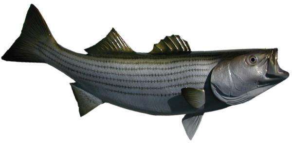 Striped Bass Fish Mount