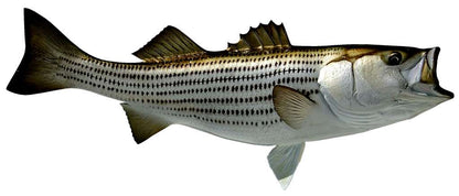 Striped Bass Fish Mount