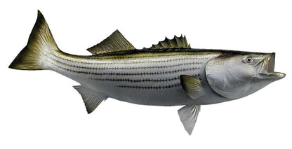 Striped Bass Fish Mount