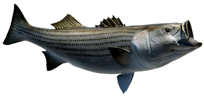 Striped Bass Fish Mount