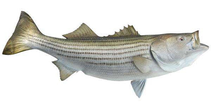 Striped Bass Fish Mount