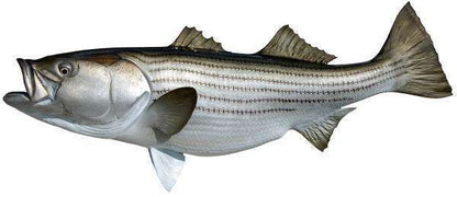 Striped Bass Fish Mount