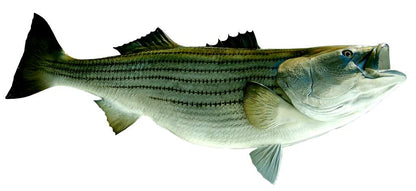 Striped Bass Fish Mount