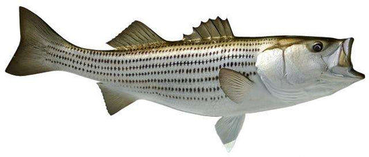 Striped Bass Fish Mount